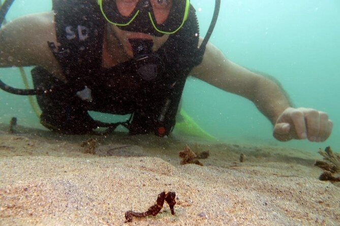 Scuba Tour for Certified Divers in San Juan - Guidance from Paco, Manolo, and the Scuba Dogs team