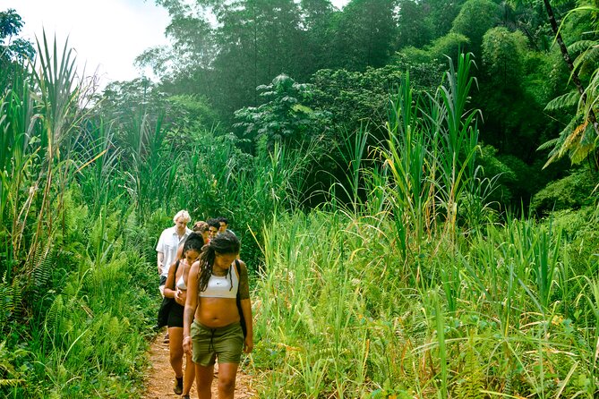 Small-Group El Yunque Rainforest Vivid Day Tour with Transport - The First 30 Minutes Through the Rainforest