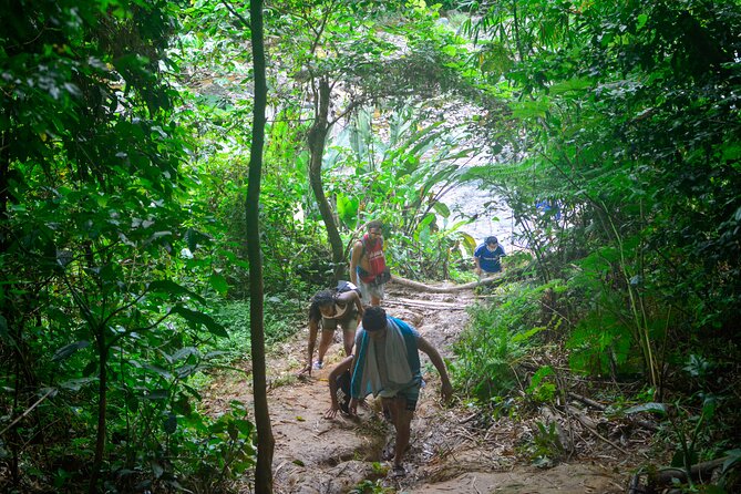 Small-Group El Yunque Rainforest Vivid Day Tour with Transport - Physical Demands and Who Should Book