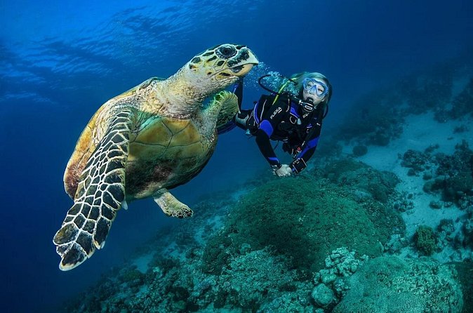 Snorkel, Swim & Snap-w/ Video - A two-hour session built for mixed skill levels