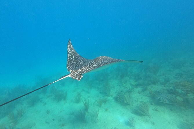 Snorkeling Adventure in Aguadilla - Marine life you might see below the surface