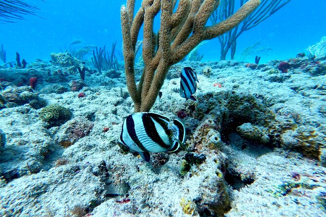 Snorkeling Adventure in Aguadilla - How the small group affects the experience