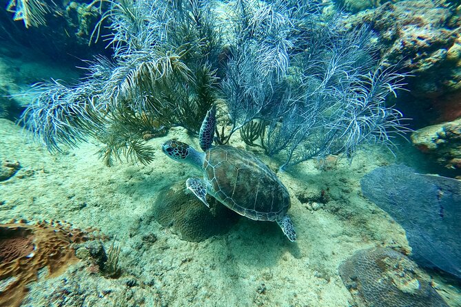 Snorkeling Adventure in Aguadilla - Is $98 a fair price?