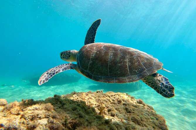 Snorkeling Adventure in Aguadilla - Timing, meeting point, and what to bring