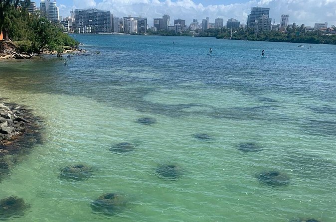 Snorkeling Guided Tour Experience in Condado Lagoon - Water conditions, comfort, and safety