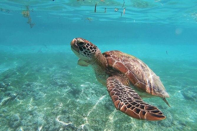 Snorkeling in Paradise - Videos Included - Key points to know before you book