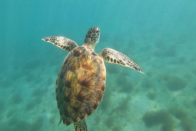 Snorkeling in Paradise - Videos Included - How beginner-friendly is it?