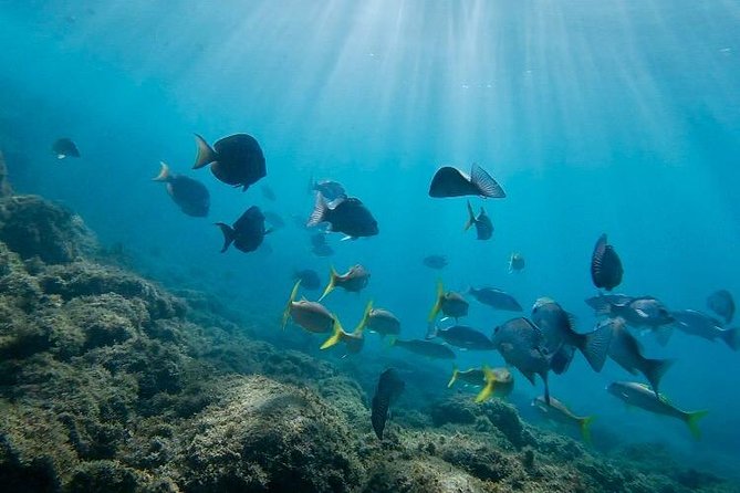 Snorkeling in Paradise - Videos Included - The guides make a real difference