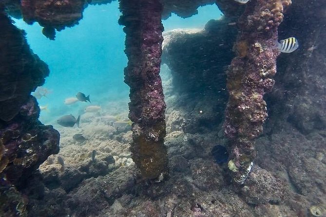 Snorkeling in Paradise - Videos Included - Videos included at the end