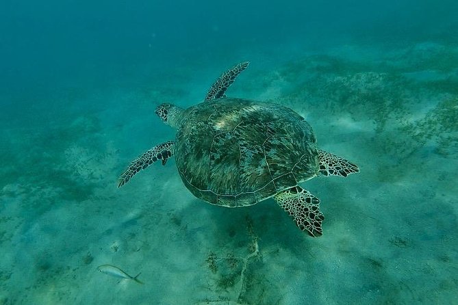 Snorkeling in Paradise - Videos Included - Getting there, parking, and leaving