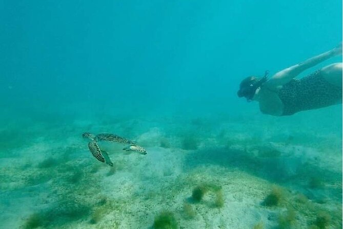 Snorkeling in Paradise - Videos Included - About an hour among fish, urchins, and reef life