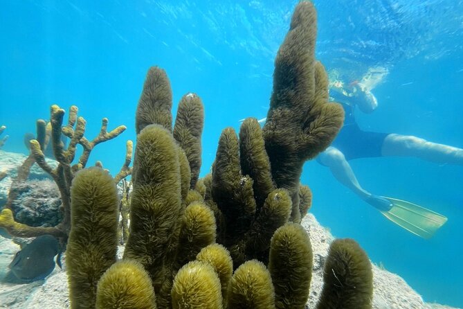 Snorkeling & Kayak Eco-Adventure in Puerto Rico - Key points at a glance