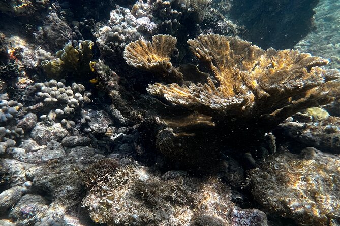 Snorkeling & Kayak Eco-Adventure in Puerto Rico - Guides who shape the experience