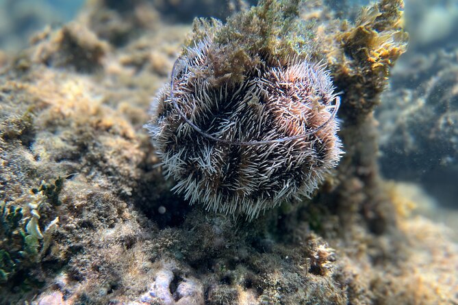 Snorkeling Lesson & Interactive Experience for Kids and Adults - What the $58 price includes