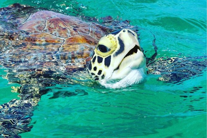 Snorkeling Tour to Vieques Island only 30 minutes away! - A 30-minute boat ride from Ceiba to Vieques