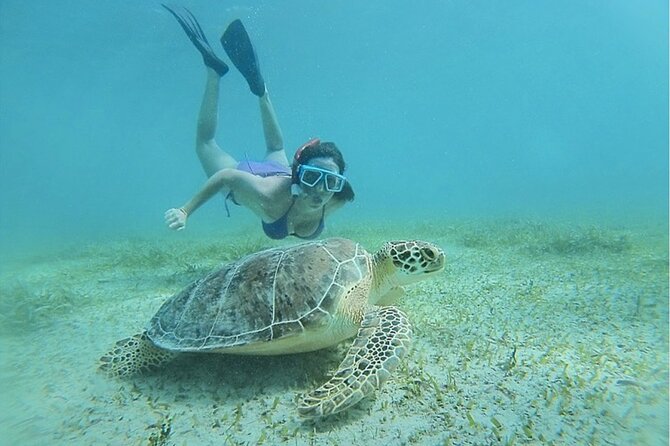 Snorkeling Tour to Vieques Island only 30 minutes away! - Clear water and a chance to see turtles