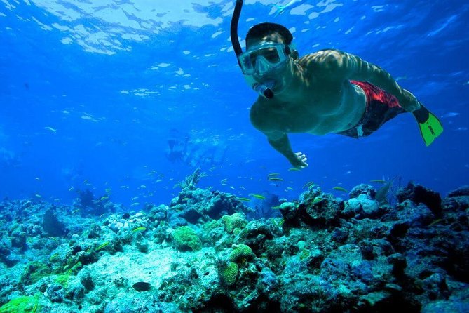 Snorkeling Tour to Vieques Island only 30 minutes away! - Is the Vieques snorkeling tour worth booking?