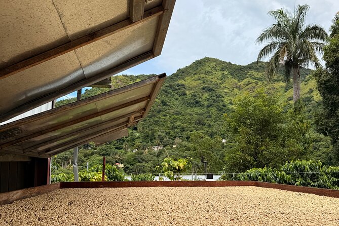 Sueños de Cafe - A Coffee Lovers Dream - Key points to know before you book