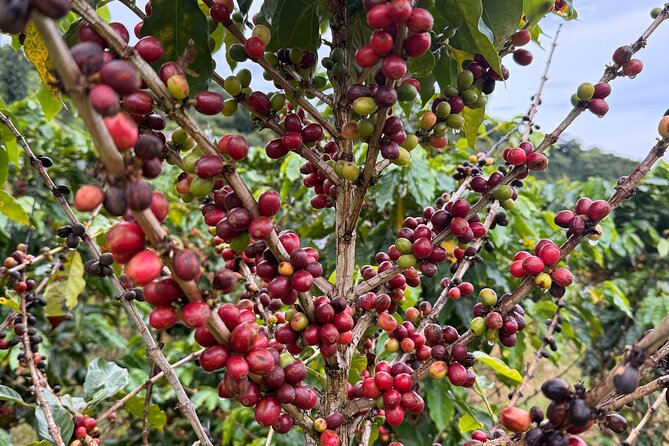 Sueños de Cafe - A Coffee Lovers Dream - Who will get the most from this experience