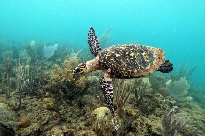 Sunset Snorkeling - Why Rincón’s twilight water is the main attraction