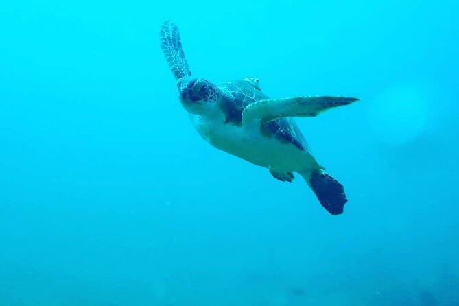 Sunset Snorkeling - A look at the marine life you might find