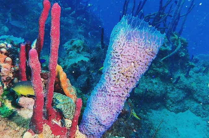 Sunset Snorkeling - What to bring and what to confirm