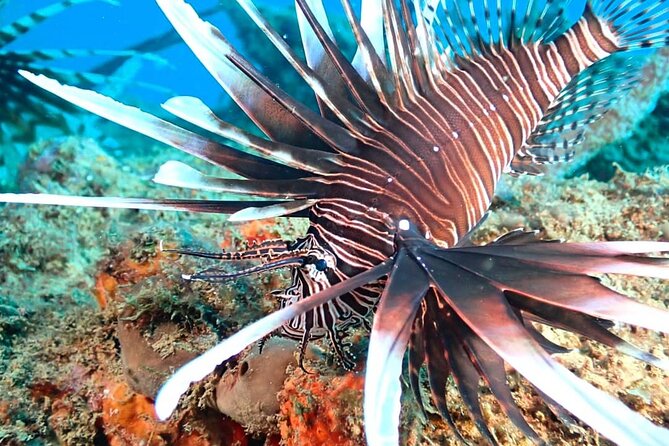 Sunset Snorkeling - The equipment changes how you see the reef