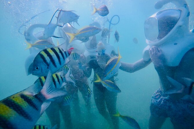 Underwater Sea Trek in San Juan: Explore Beneath the Waves - Marine life depends on the day