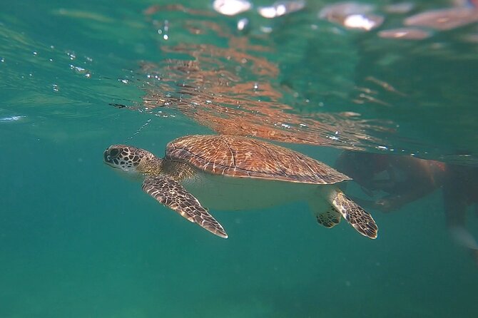 VIP San Juan: Snorkeling Tour with Turtles with Free Videos - Meeting green sea turtles from San Juan’s shore