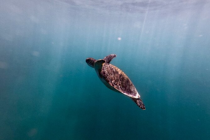 VIP San Juan: Snorkeling Tour with Turtles with Free Videos - Beginner-friendly, but not right for every swimmer