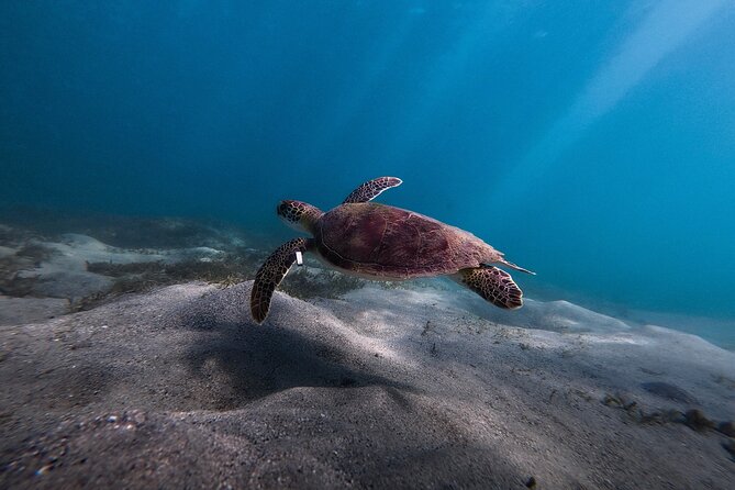 VIP San Juan: Snorkeling Tour with Turtles with Free Videos - Is $80 a fair price?
