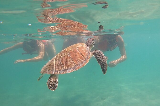 VIP San Juan: Snorkeling Tour with Turtles with Free Videos - What the 90-minute outing is like
